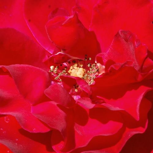 Rosa Santana® - trandafir cu parfum discret - Trandafir copac cu trunchi înalt - cu flori în buchet - roșu - Mathias Tantau, Jr. - coroană curgătoare - ,-